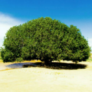 akan9's profile picture