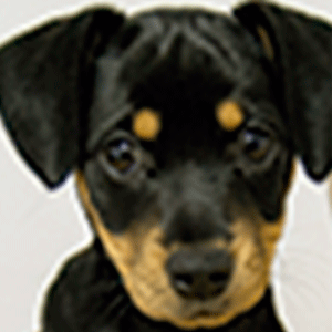 Logozaste's profile picture