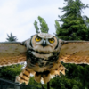 birdwatcher