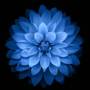 MD RAKIB 8's profile picture