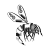 Black_Bee