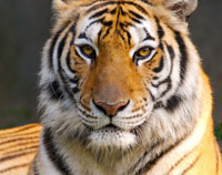 anup bag's profile picture