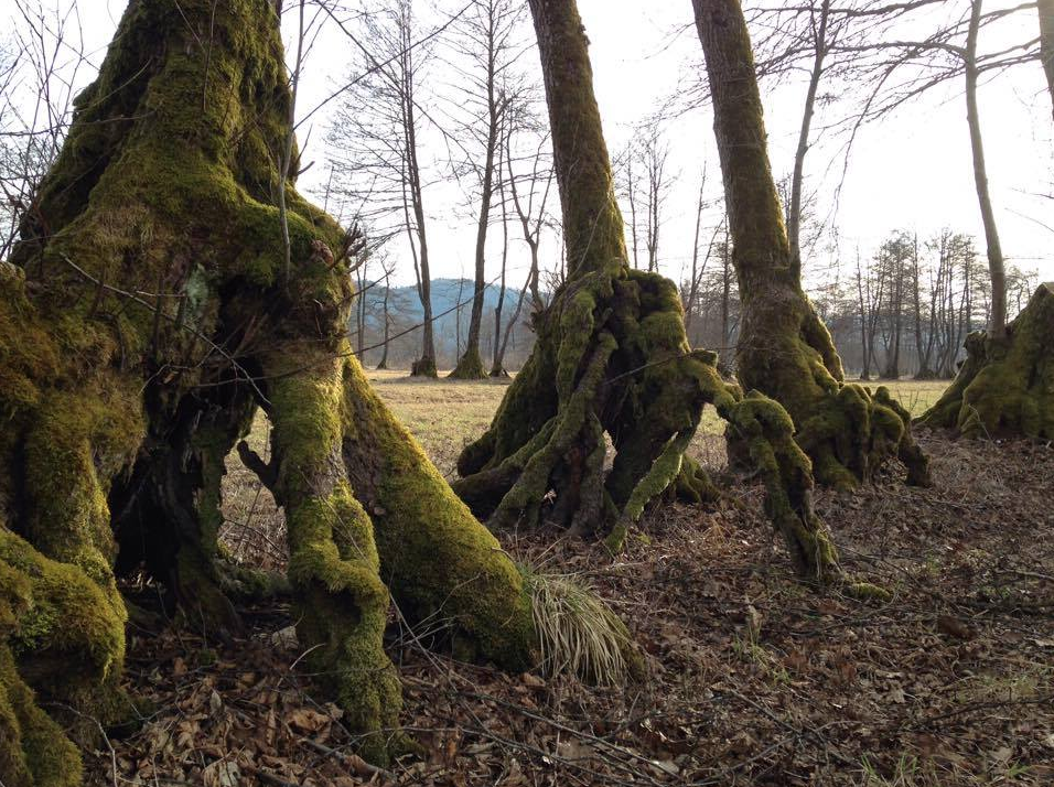 breki's profile picture