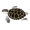 turtle shell