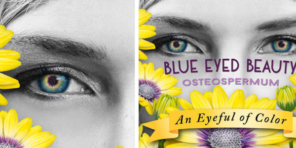 Advertisement Design