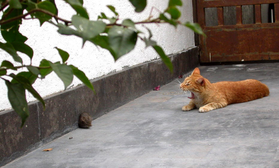 Fotografie von benjamincenturion für DesignCrowd (Community Contests) | Design #9087190