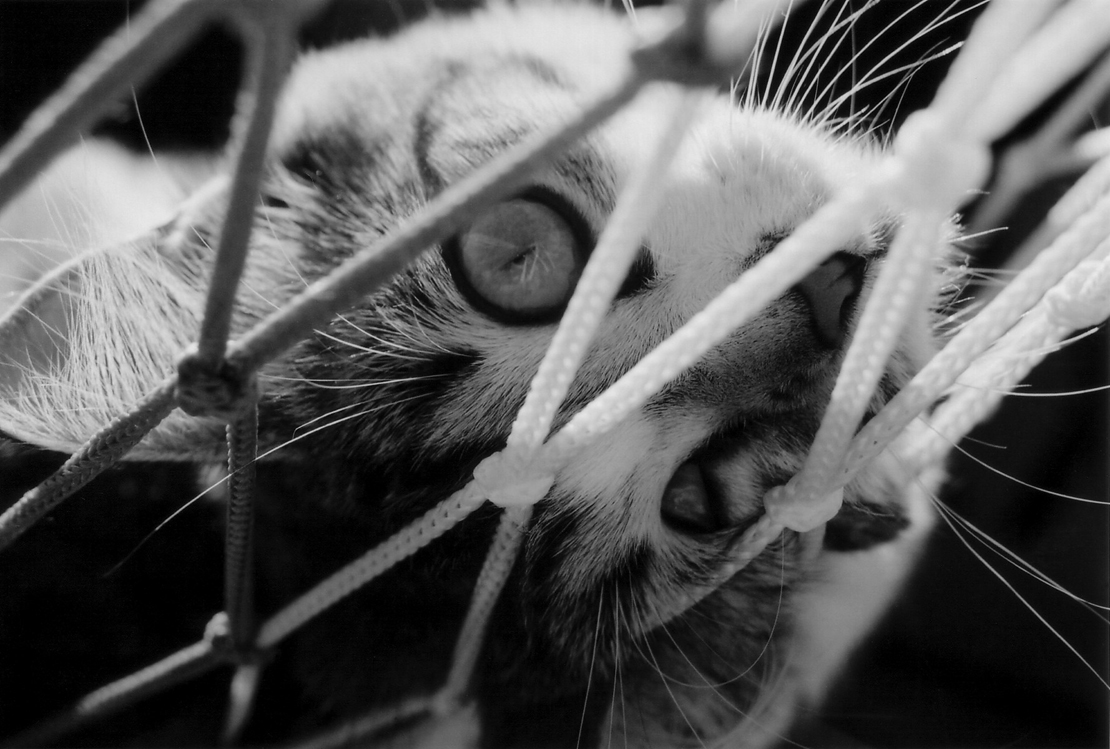 Photography by Malakaiii for DesignCrowd (Community Contests) | Design #9087291