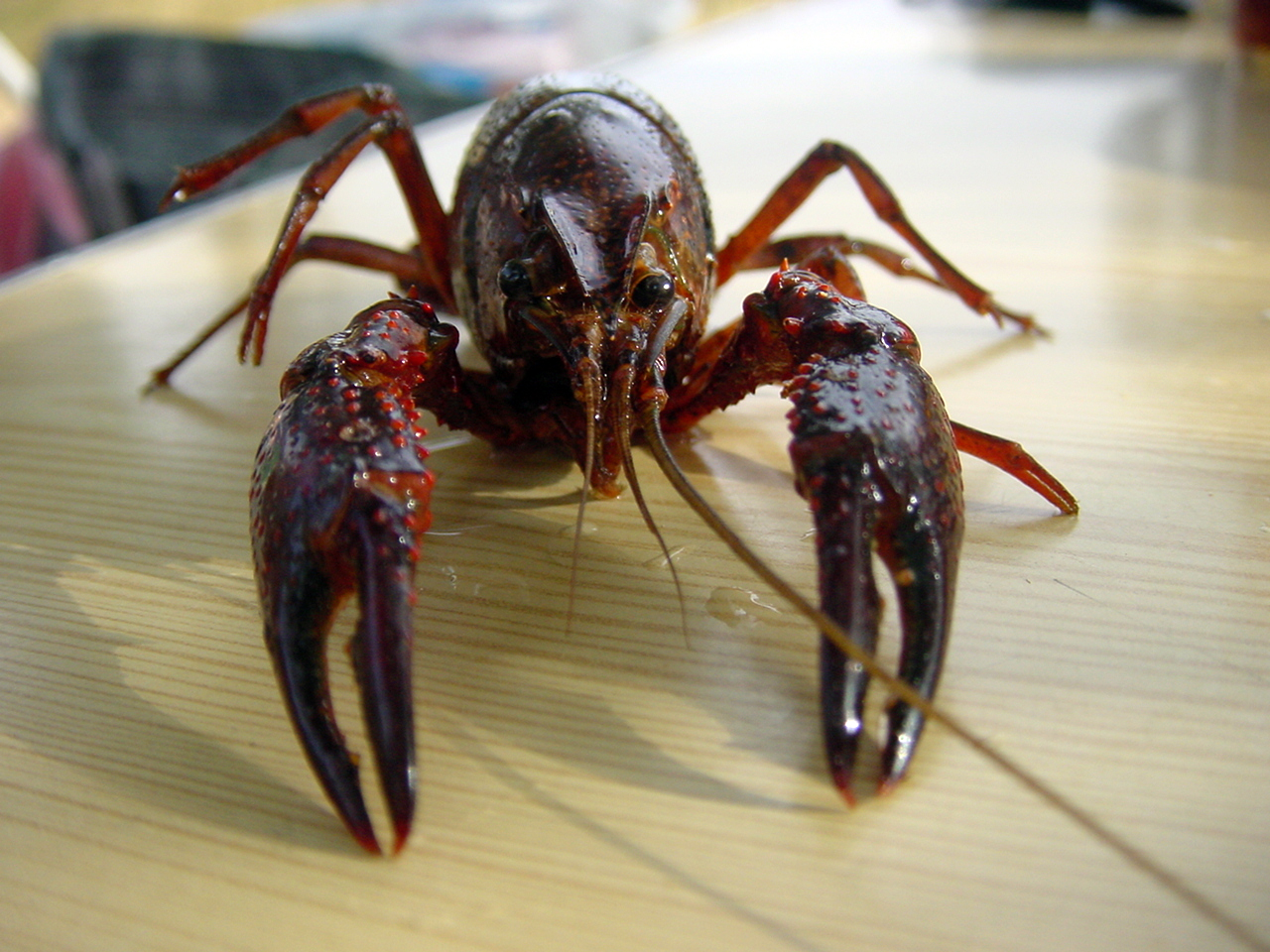 Fotografie von Adriana Draganescu für DesignCrowd (Community Contests) | Design #9087120