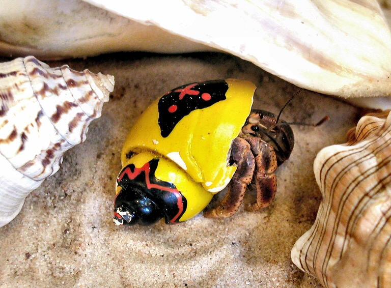 Photography by daisiem for DesignCrowd (Community Contests) | Design #9087119