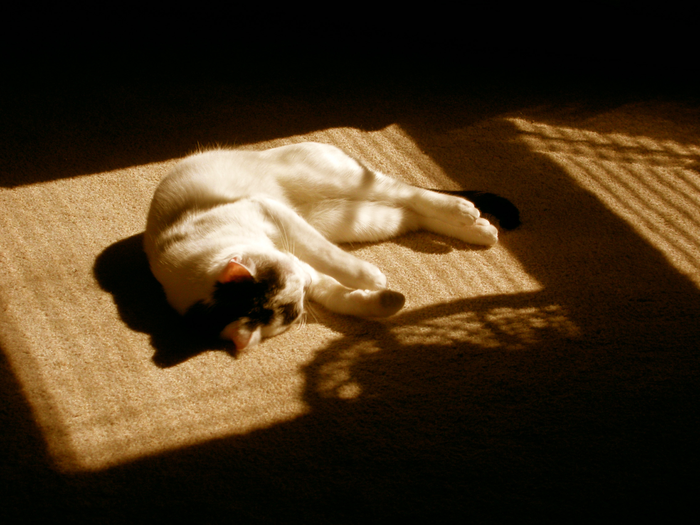 Fotografie von Crystal211 für DesignCrowd (Community Contests) | Design #9087370