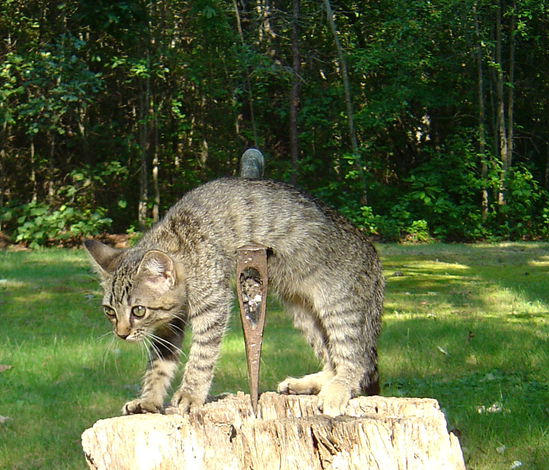 Photography by mermaidUSA for DesignCrowd (Community Contests) | Design #9087331