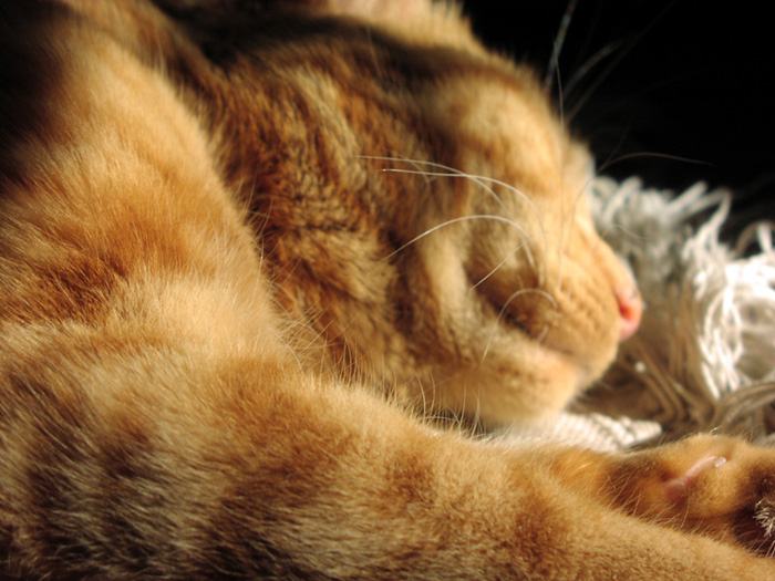 Fotografía por orrielflies para DesignCrowd (Community Contests) | Diseño #9087261