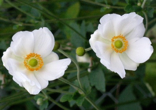 Photographie par blendedfamily pour DesignCrowd (Community Contests) | Design #9110139