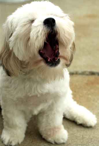 Fotografía por achecchin para DesignCrowd (Community Contests) | Diseño #9087448