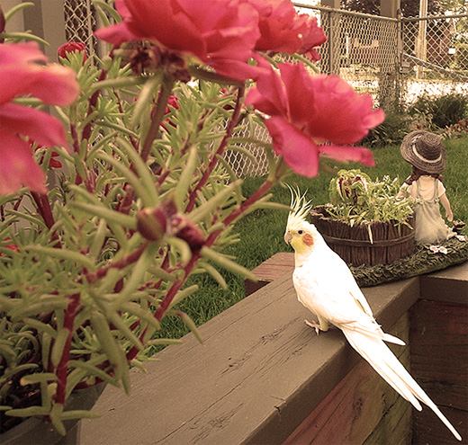 Fotografie von Cheetos für DesignCrowd (Community Contests) | Design #9087460