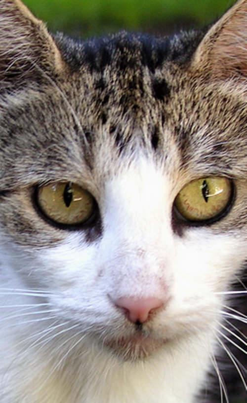 Photography by mzmzmzmz for DesignCrowd (Community Contests) | Design #9087474