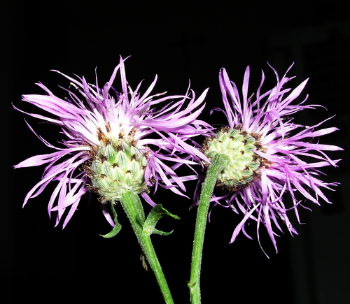 Photography by mzmzmzmz for DesignCrowd (Community Contests) | Design #9110153