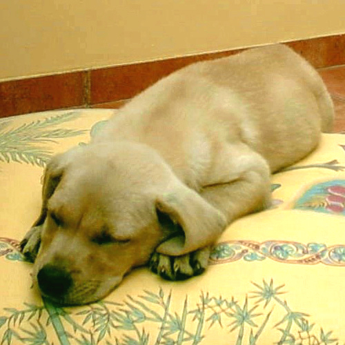 Photography by maseee for DesignCrowd (Community Contests) | Design #9087496