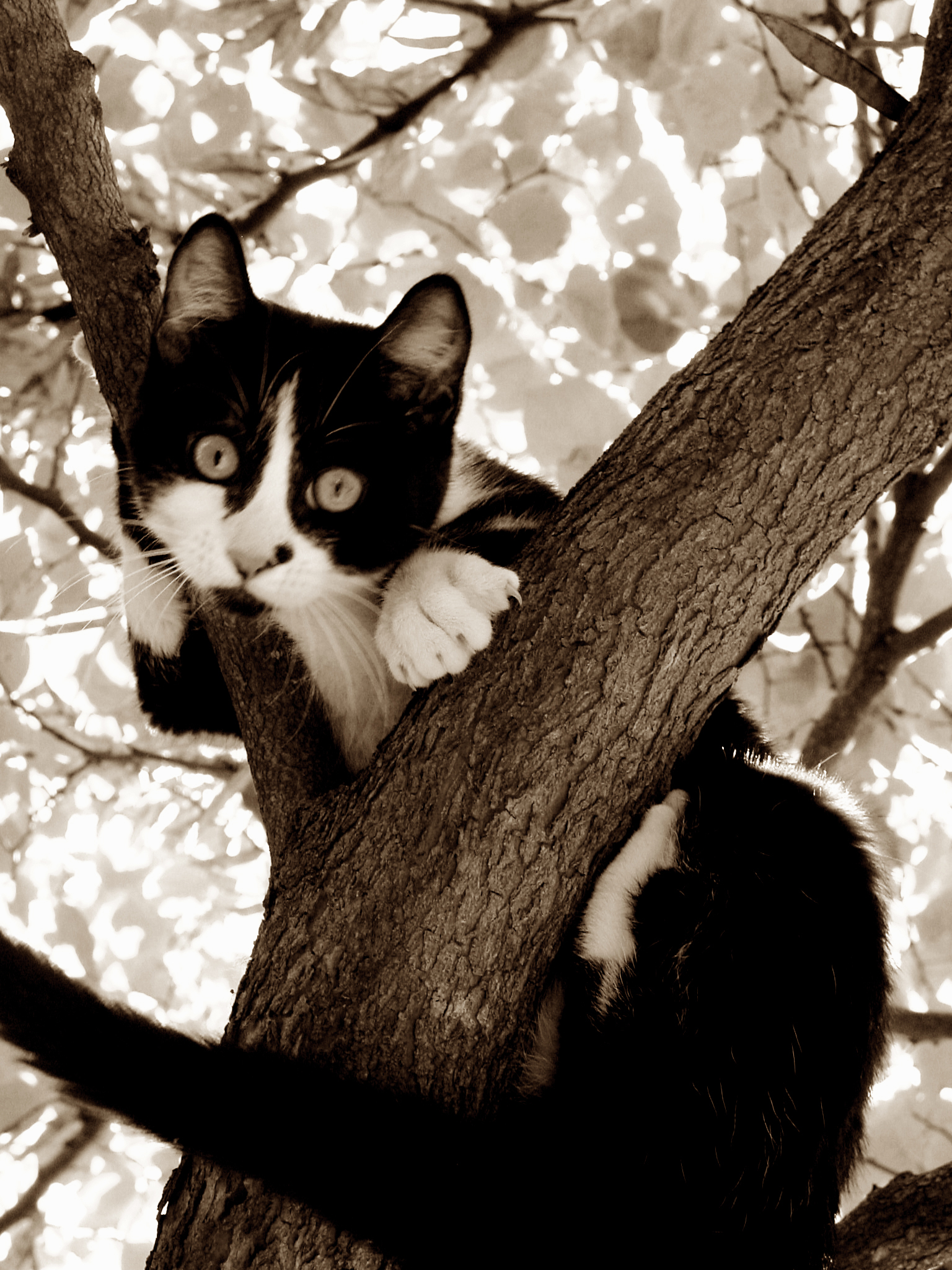 Fotografie von catwoman für DesignCrowd (Community Contests) | Design #9087375