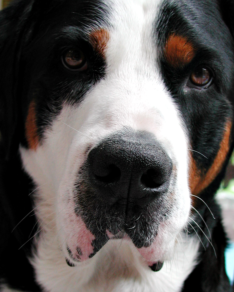 Photography by squeakers for DesignCrowd (Community Contests) | Design #9087451