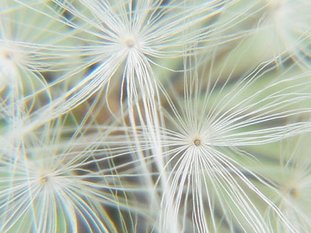 Photography by sofizz for DesignCrowd (Community Contests) | Design #9114900