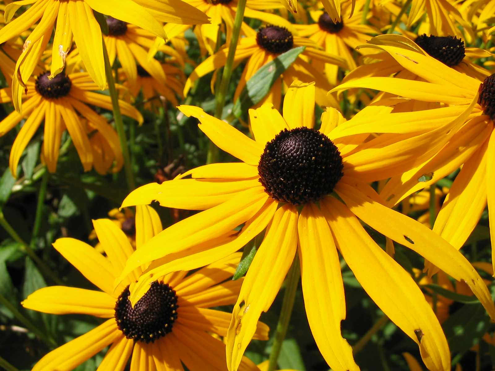 Fotografía por therussian para DesignCrowd (Community Contests) | Diseño #9114903