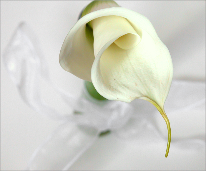 Fotografie von lilmart für DesignCrowd (Community Contests) | Design #9108224