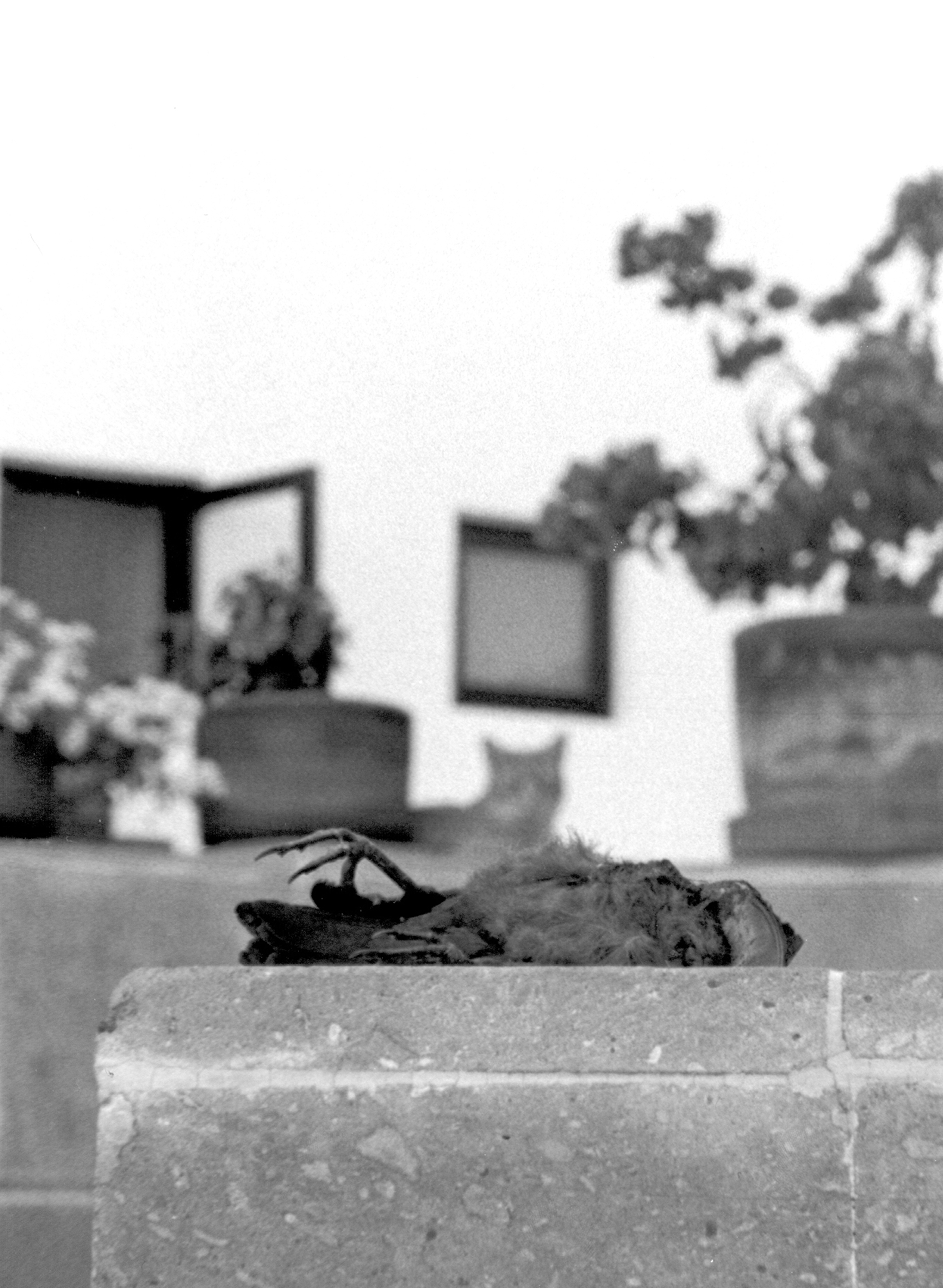 Fotografie von benjamincenturion für DesignCrowd (Community Contests) | Design #9108186