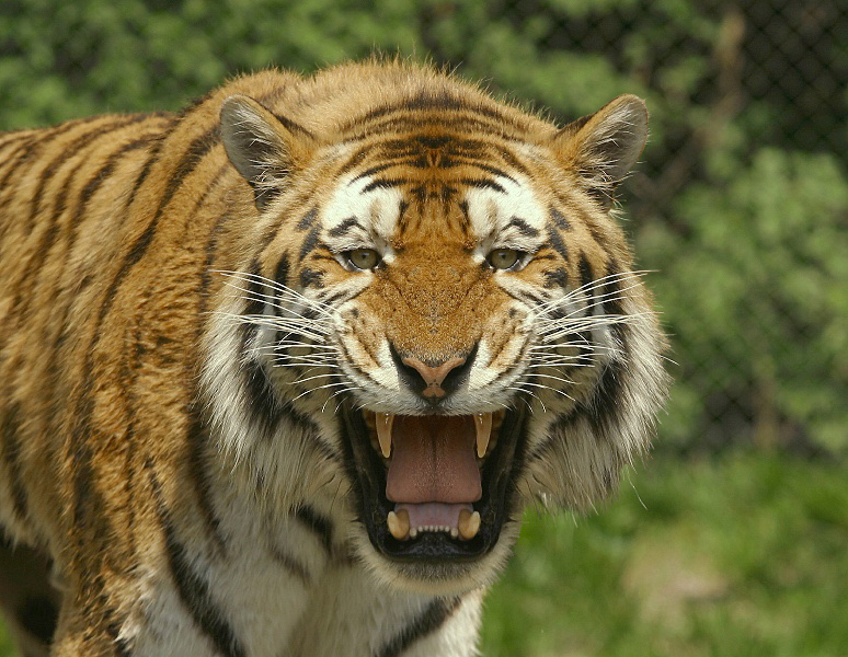 Photoshop-Design von MrNelson für DesignCrowd (Community Contests) | Design #9091695