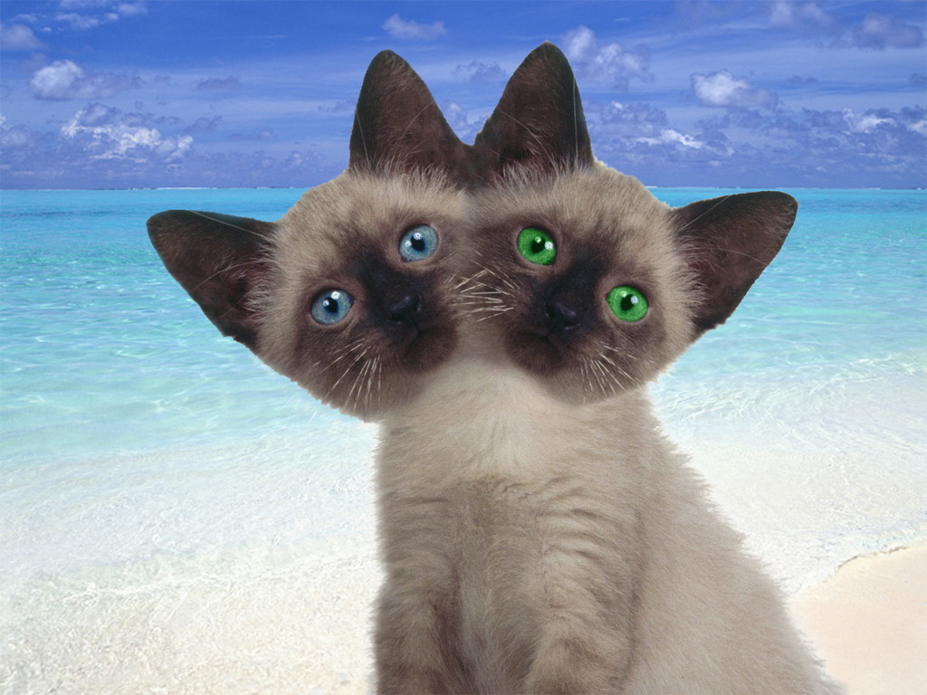 Photoshop Design by guido17 for DesignCrowd (Community Contests) | Design #9091712