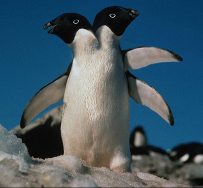 Diseño de Photoshop por Ostroff para DesignCrowd (Community Contests) | Diseño #9091774