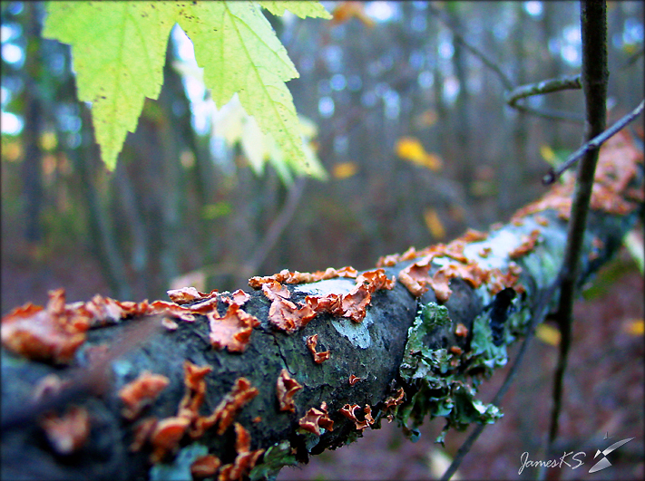 Photography by MrDectol for DesignCrowd (Community Contests) | Design #9108195