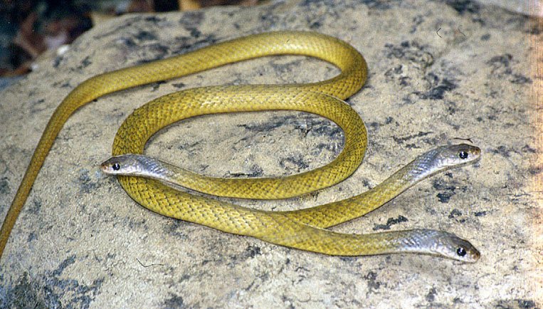 Photoshop Design by OafishIceofGab for DesignCrowd (Community Contests) | Design #9091776