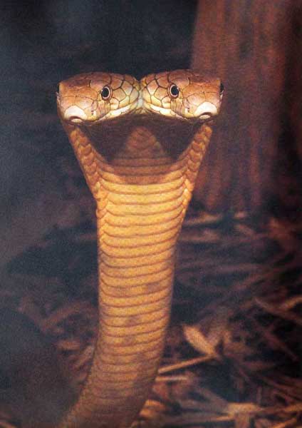 Diseño de Photoshop por Deborahb para DesignCrowd (Community Contests) | Diseño #9091779