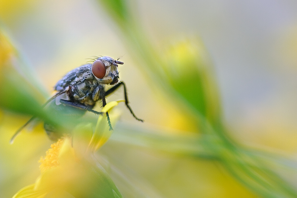 Photography by cats4dogs for DesignCrowd (Community Contests) | Design #9108134