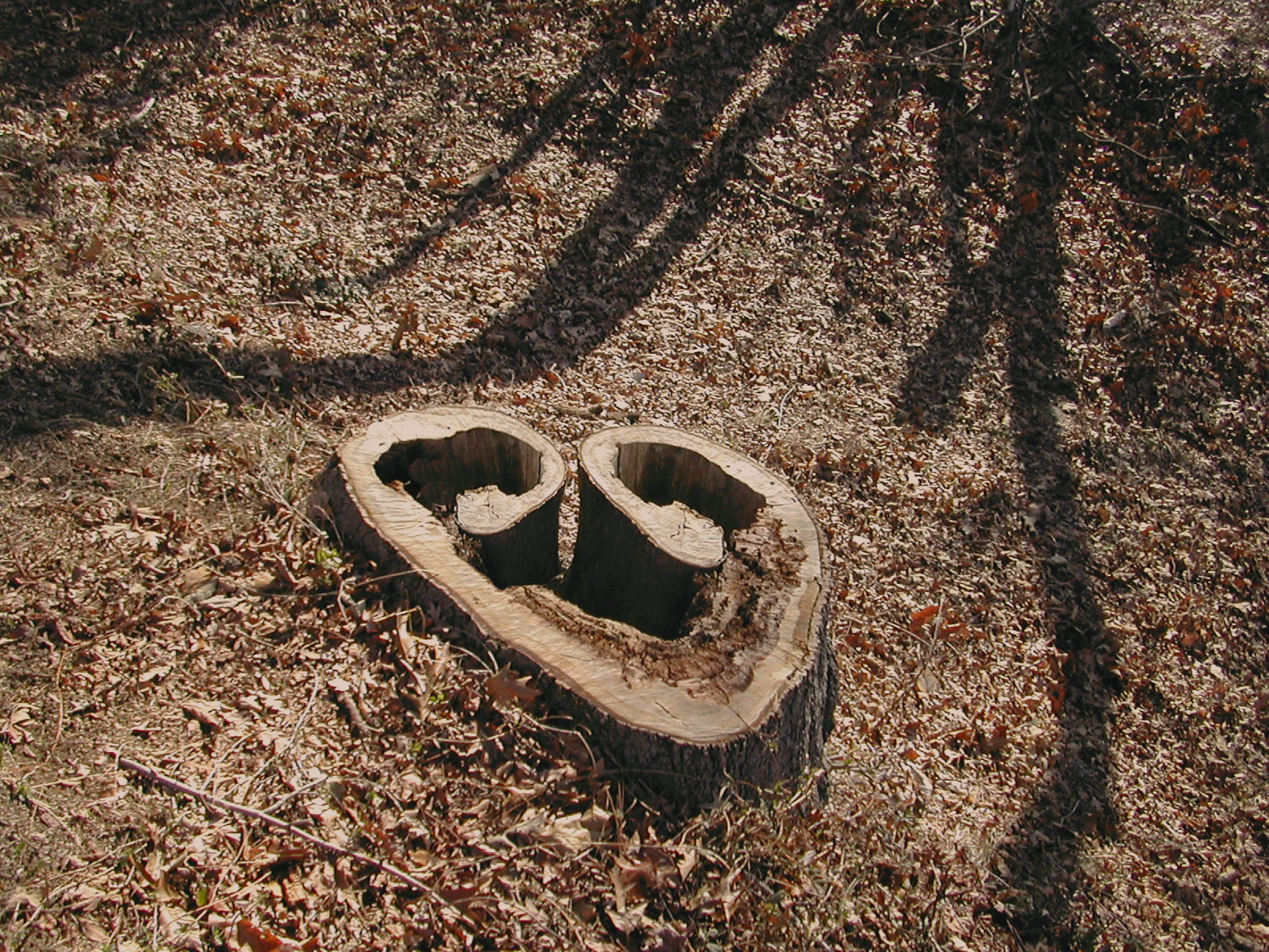 Photoshop Design by Mupshur for DesignCrowd (Community Contests) | Design #9091986