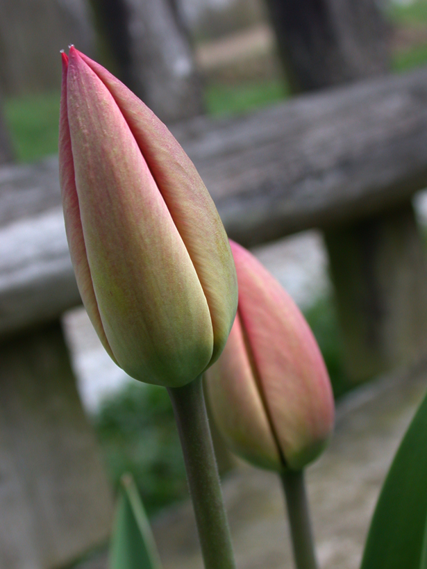 Photography by BBBastet for DesignCrowd (Community Contests) | Design #9108419