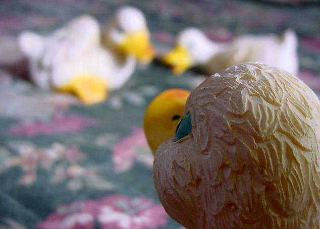 Photography by Ackley for DesignCrowd (Community Contests) | Design #9108477