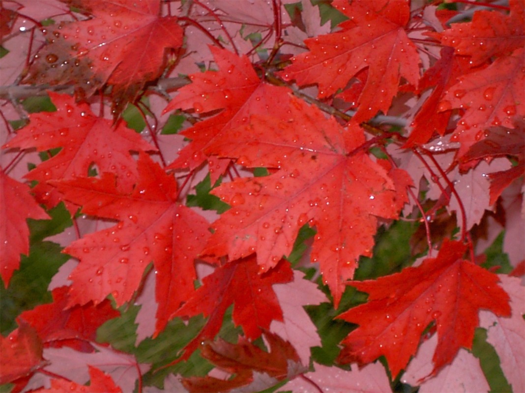 Fotografie von Spook für DesignCrowd (Community Contests) | Design #9108380