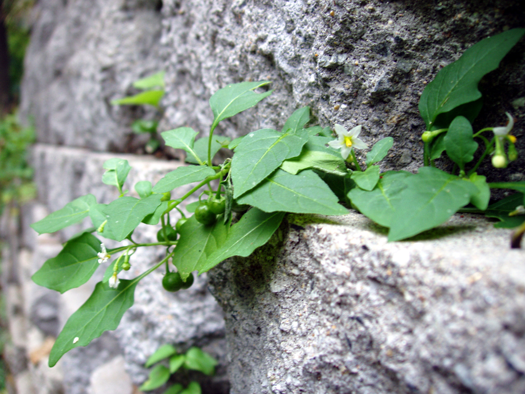 Photography by ImIrene for DesignCrowd (Community Contests) | Design #9108398