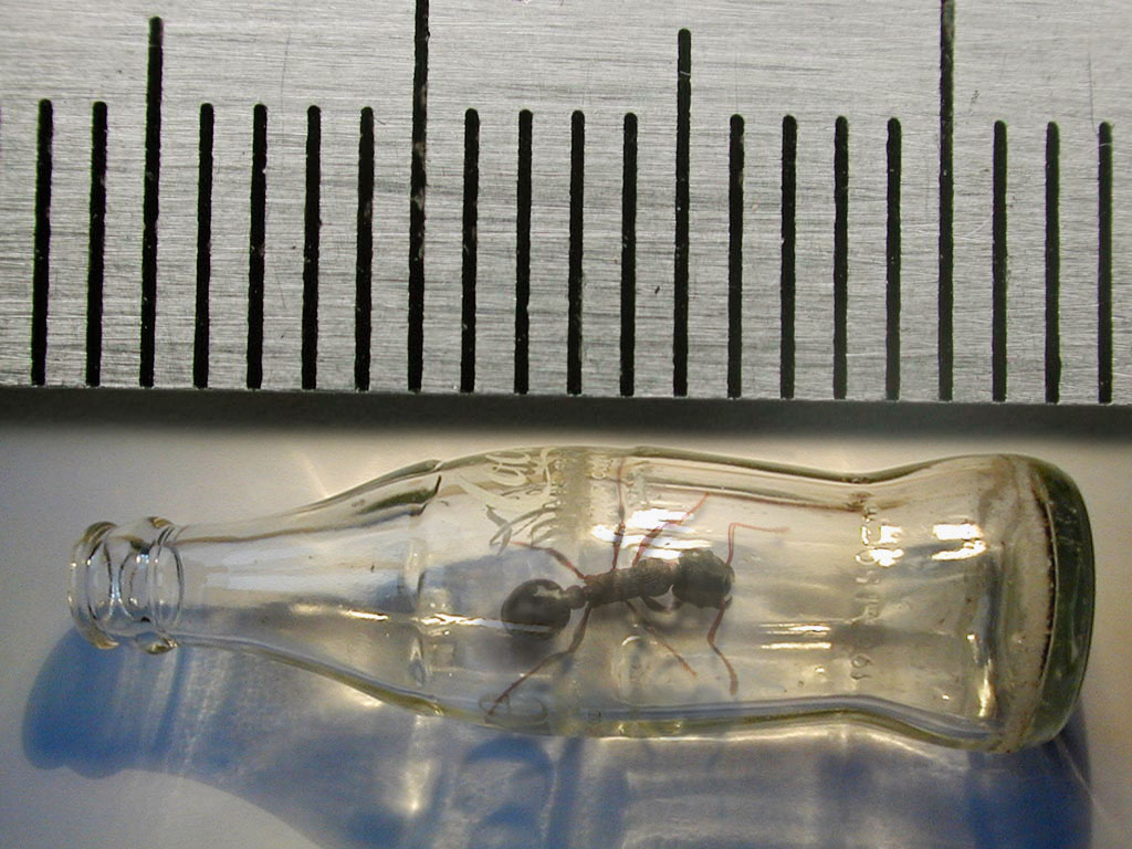 Design Photoshop par Pitinhas pour DesignCrowd (Community Contests) | Design #9110186