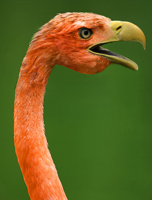 Photoshop Design by Cj for DesignCrowd (Community Contests) | Design #9111300