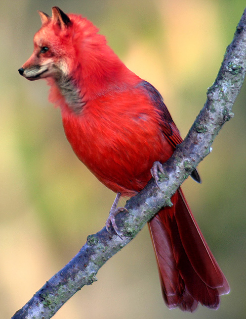 Photoshop Design by BlitzMan for DesignCrowd (Community Contests) | Design #9111359