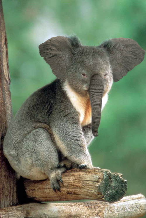 Photoshop Design by megaran for DesignCrowd (Community Contests) | Design #9111389