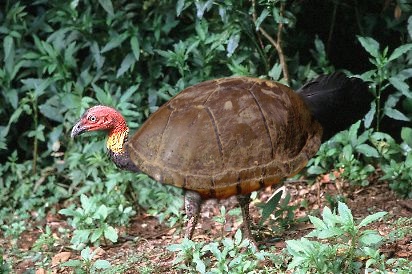 Diseño de Photoshop por RedCrossEyed para DesignCrowd (Community Contests) | Diseño #9111357