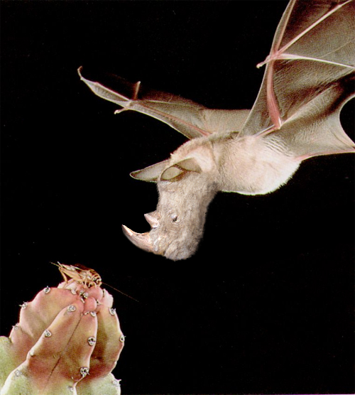 Photoshop Design by deadlungs for DesignCrowd (Community Contests) | Design #9111562