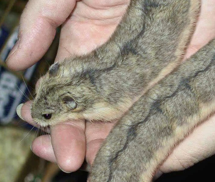 Photoshop Design by MrArif for DesignCrowd (Community Contests) | Design #9111411