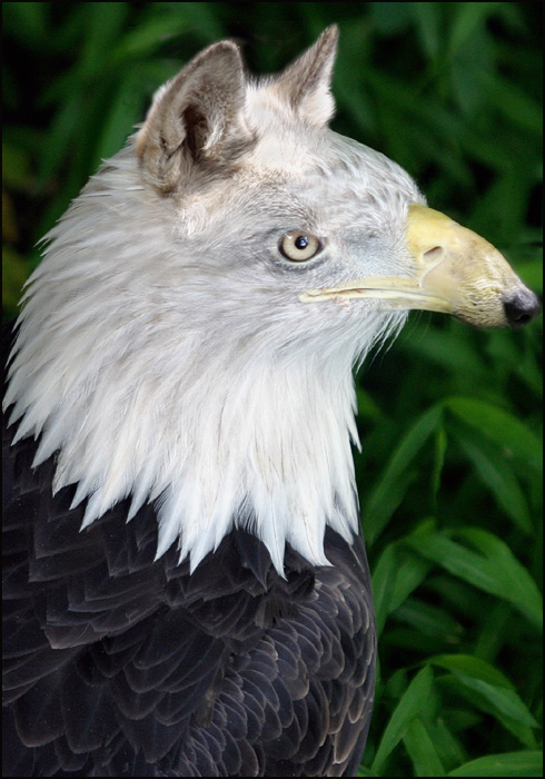 Photoshop-Design von paddyjoe für DesignCrowd (Community Contests) | Design #9111661