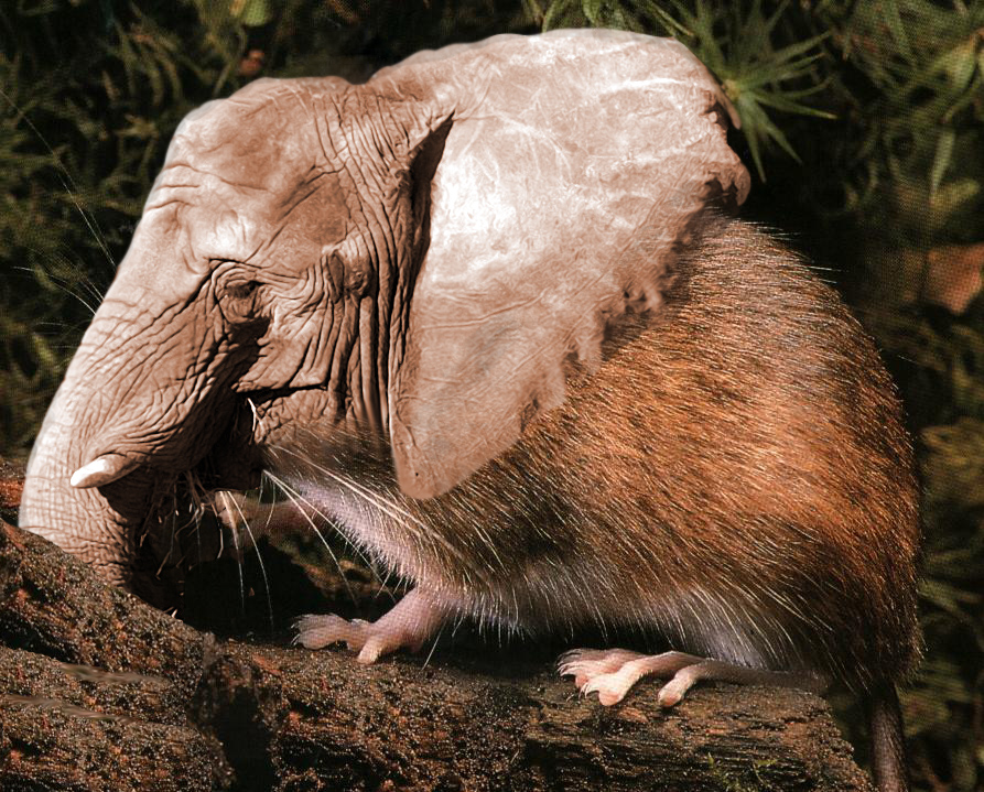 Diseño de Photoshop por vanormer para DesignCrowd (Community Contests) | Diseño #9111768