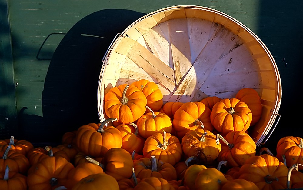 Fotografie von squeakers für DesignCrowd (Community Contests) | Design #9082721